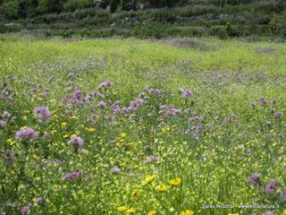 rme santa Venera27-04-2014 18-12-48